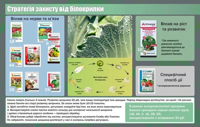 Тепличная белокрылка (Алейродида) - методы борьбы с вредителем